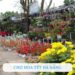 Khám phá chợ hoa Tết Đà Nẵng 2025 cực đẹp và sôi động