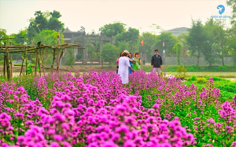 Làng hoa Hòa Vang - Sự kiện Tết Nguyên đán 2025 tại Đà Nẵng