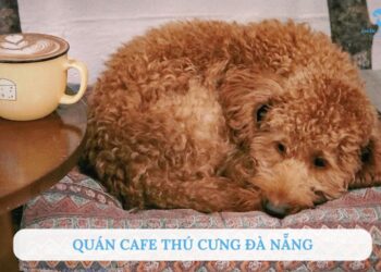 Quán cafe thú cưng đà nẵng