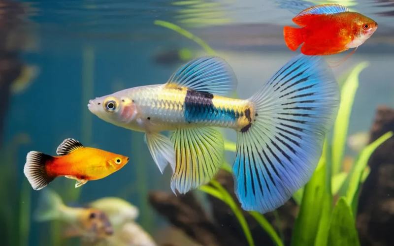 Cửa hàng bán cá cảnh Đà Nẵng