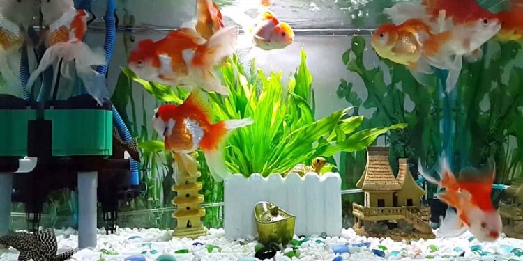 Cửa hàng bán cá cảnh Đà Nẵng