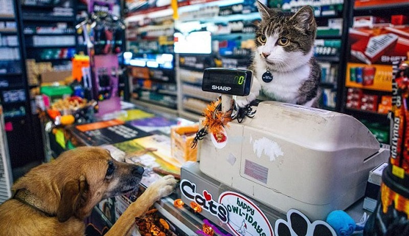 shop thú cưng Đà Nẵng