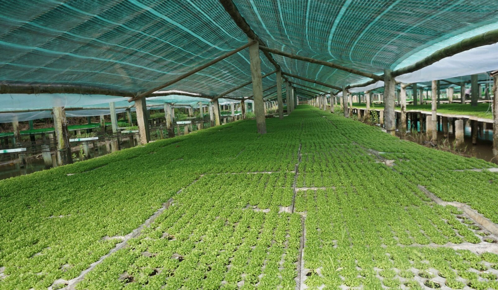 Hoa Sen Việt - Đơn vị bán cây giống ở Đà Nẵng
