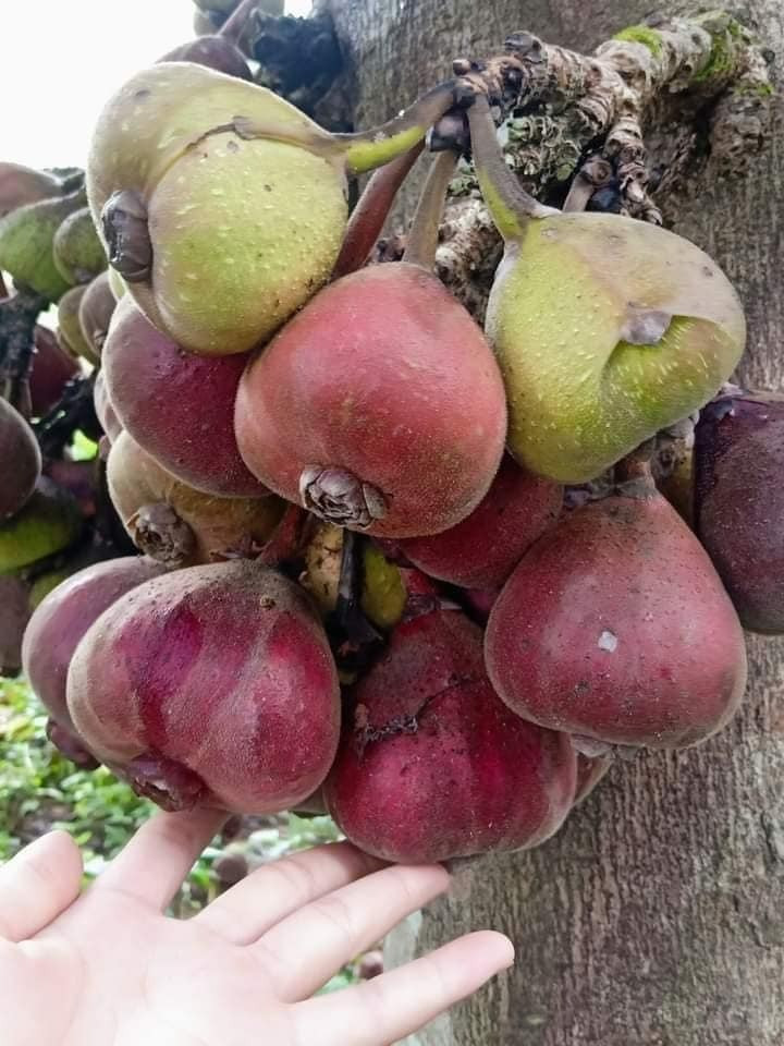 Trái vả