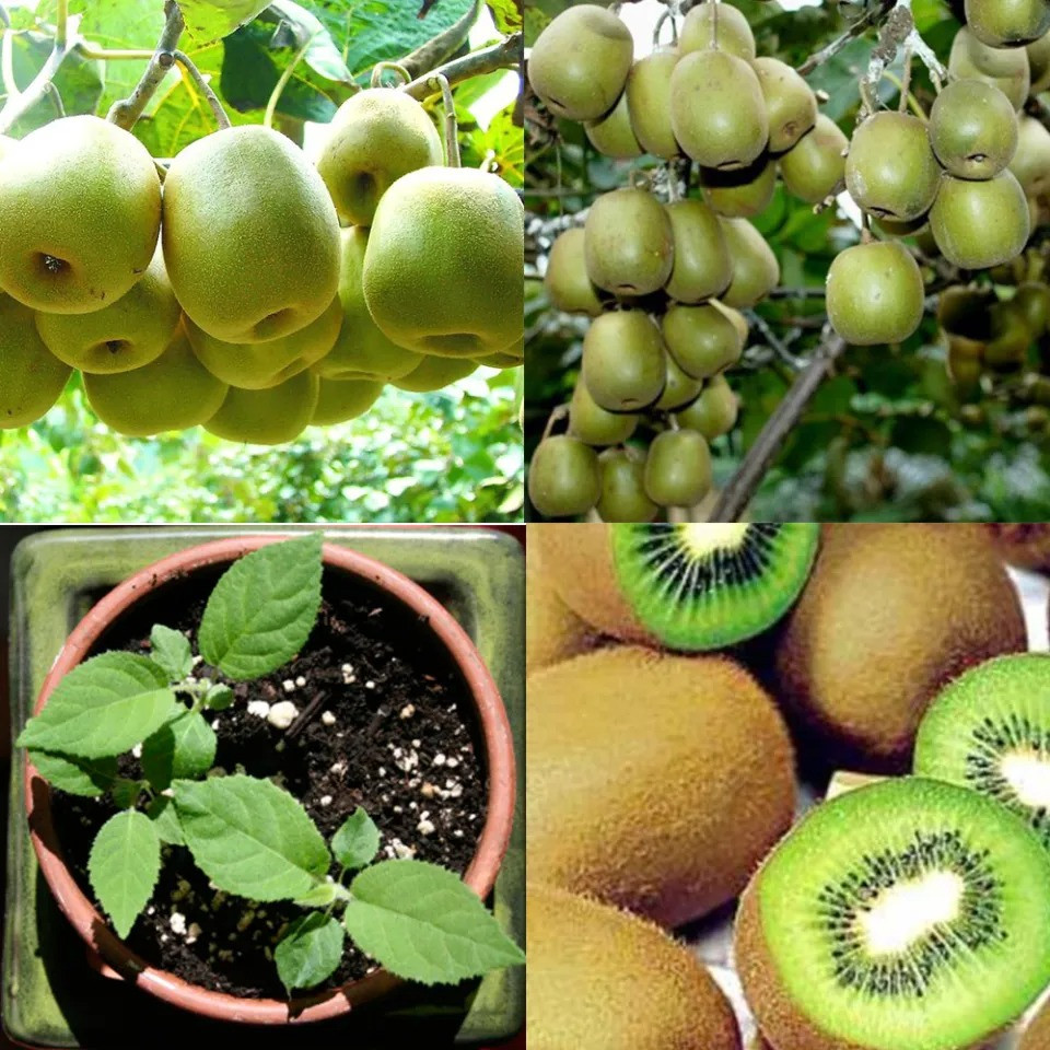 Cây Kiwi giống