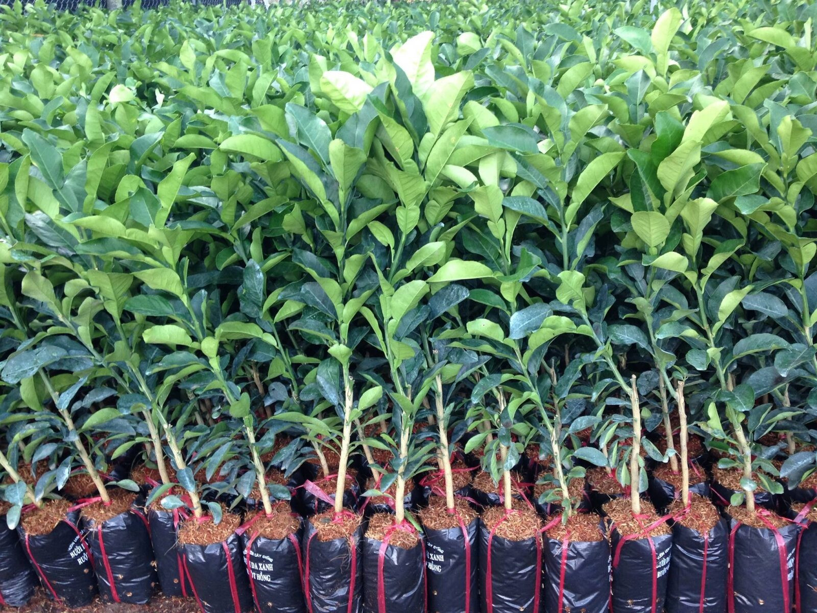Cây bưởi da xanh giống