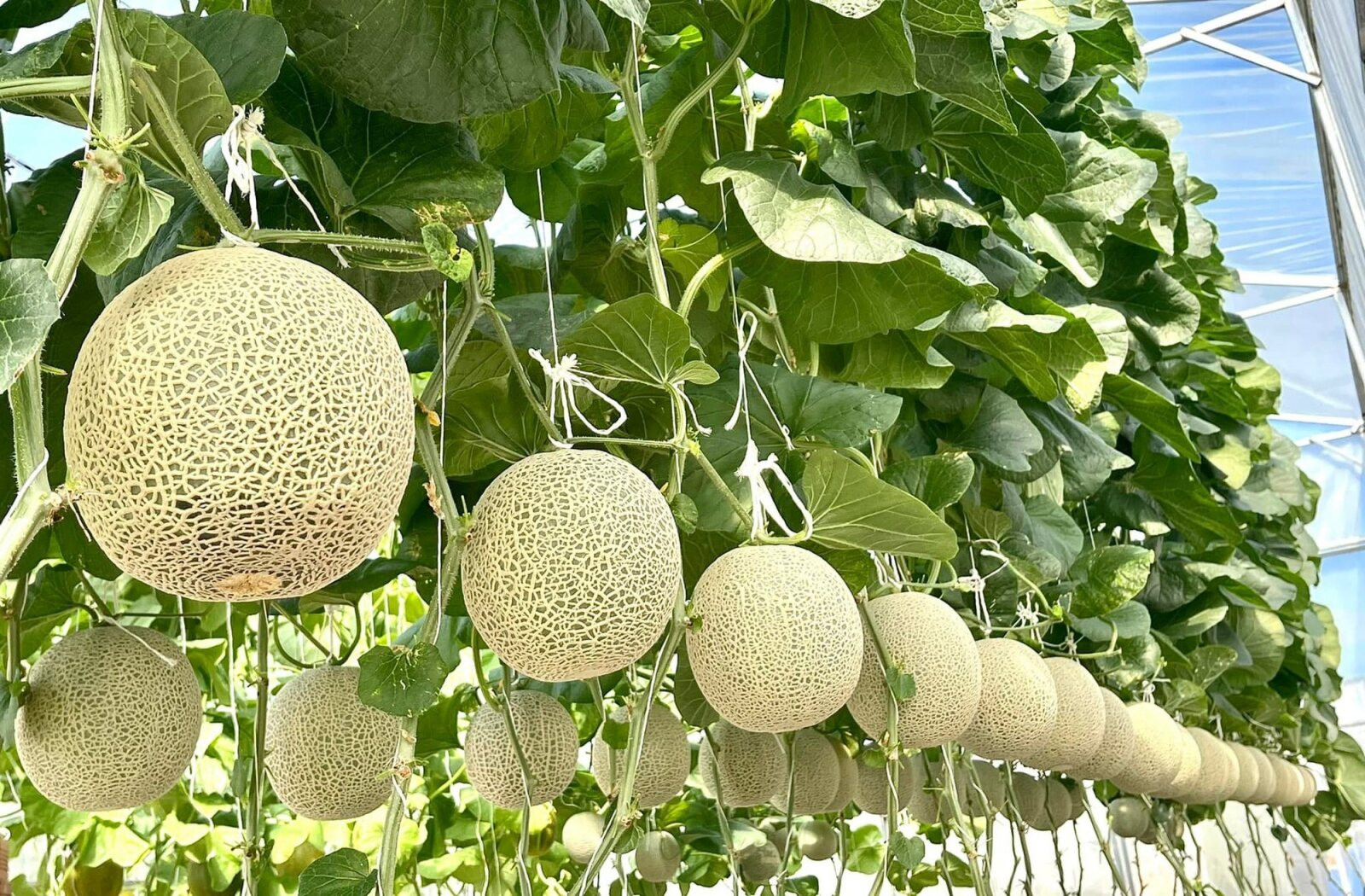 Cây dưa lưới giống