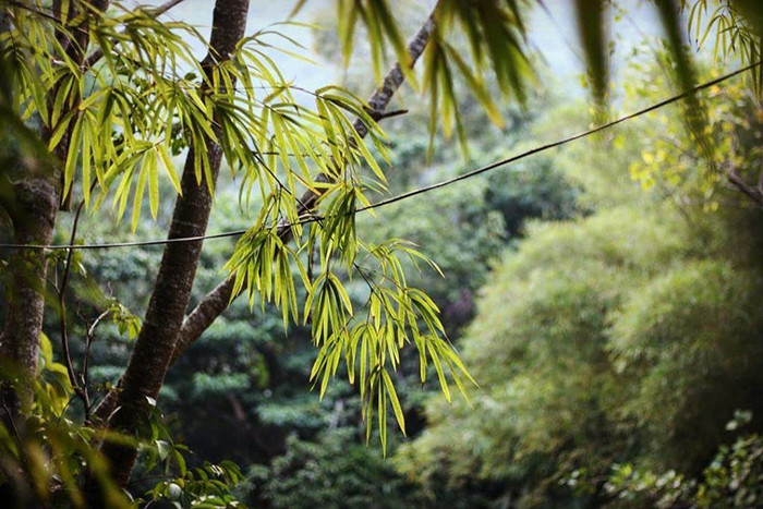 Sơn Trà Tịnh Viên Đà Nẵng