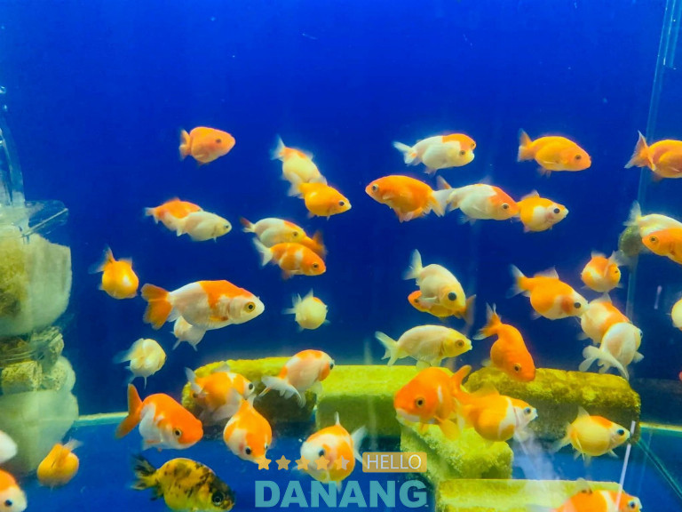 Cửa hàng cá cảnh Nin Trần