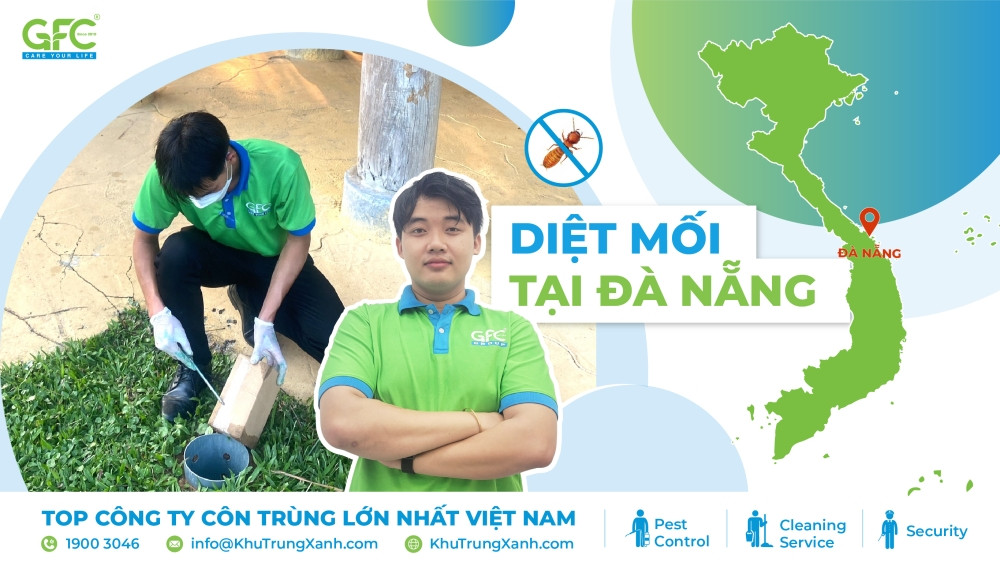 Diệt Mối Tận Gốc Tại Đà Nẵng: Giải Pháp Toàn Diện Từ GFC